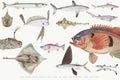 Colored illustration of fish drawing collection Royalty Free Stock Photo