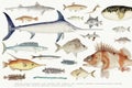 Colored illustration of fish drawing collection Royalty Free Stock Photo