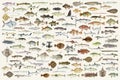 Colored illustration of fish drawing collection Royalty Free Stock Photo