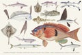 Colored illustration of fish drawing collection Royalty Free Stock Photo