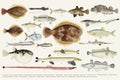 Colored illustration of fish drawing collection Royalty Free Stock Photo