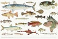 Colored illustration of fish drawing collection Royalty Free Stock Photo