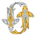 Colored illustration with gold and silver colored koi carp fish. Isolated vector objects. Royalty Free Stock Photo