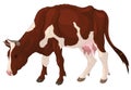 Colored illustration of a grazing domestic cow.