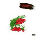 Colored image berry, cranberry sketch