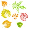 Colored imprint of autumn leaves isolated