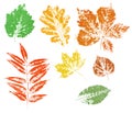 Colored imprint of autumn leaves isolated