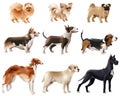 Dog Breeds Icon Set Royalty Free Stock Photo