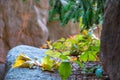 Colored ivy and spruce branch on a stone ledge Royalty Free Stock Photo