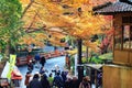 Colored Japanese maple leaf in Jingo-Ji