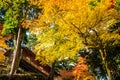 Colored Japanese maple leaf in Jingo-Ji