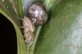 Colored jumping spider and snail macro photo