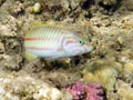 Colored Klunzinger's Wrasse Royalty Free Stock Photo