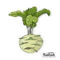 Colored kohlrabi in sketch style