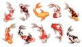 Colored koi fish. Japanese carps, spotted underwater oriental creatures, traditional inhabitants of decorative chinese