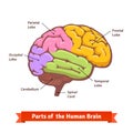 Colored and labeled human brain diagram Royalty Free Stock Photo