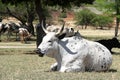 Colored landscape photo of a lying Nguni cow.