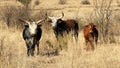 Colored landscape photo of a Nguni cattle with long horns. .