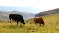 Colored landscape photo of a Nguni cow and bull in the Drakensberg-mountains.