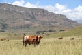 Colored landscape photo of a Tuli bull in the Drakensberg-mountains area.