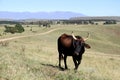 Colored landscape photo of a Tuli cow in the Drakensberg-mountains area.