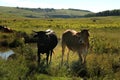 Colored landscape photo of young Tuli bulls with long horns and some other cattle near QwaQwa, Eastern Free State, SouthAfrica.