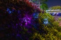 Colored lanterns glow in the green bushes. Grass fence with colorful lanterns. Royalty Free Stock Photo