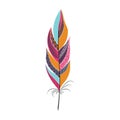 Colored large bright bird feather