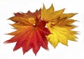 Colored leaf in autumn Royalty Free Stock Photo