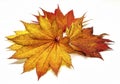 Colored leaf in autumn Royalty Free Stock Photo