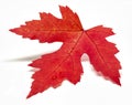 Colored leaf in autumn Royalty Free Stock Photo