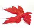 Colored leaf in autumn Royalty Free Stock Photo
