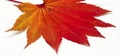 Colored leaf in autumn Royalty Free Stock Photo