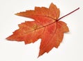 Colored leaf in autumn Royalty Free Stock Photo