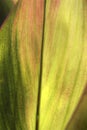 Colored leaf close-up