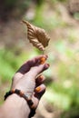 Colored leaf in hand, autumn Royalty Free Stock Photo