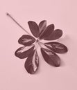 Colored leaf on pink paper background