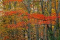 Colored leaf patterns in the Smokies. Royalty Free Stock Photo