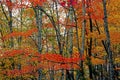 Colored leaf patterns in the Smokies. Royalty Free Stock Photo