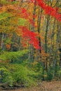 Colored leaf patterns in the Smokies. Royalty Free Stock Photo