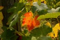 Colored Leaf in a Vineyards in Chianti