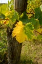 Colored Leaf in a Vineyards in Chianti Royalty Free Stock Photo