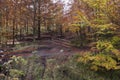 Colored leaves in autumn on Bocco Lake