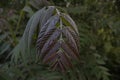 Weeping colored leaves point downwards