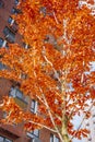 Colored leaves of red tree against blue sky, near multi-stored building, autumn background. Royalty Free Stock Photo