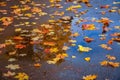 Colored leaves on wet pavement