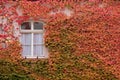 Colored leaves of the wild vine on house wall Royalty Free Stock Photo