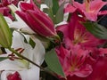Colored lilies in arrangment in spring daytime Royalty Free Stock Photo