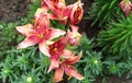 Colored lily in garden Royalty Free Stock Photo