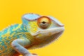 A close up of a lizard with an isolated background Royalty Free Stock Photo